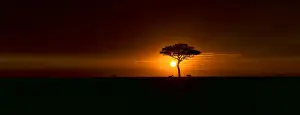 Panor Prints: Classic African Sunrise in the Masai Mara National Reserve, Kenya
