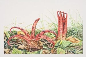 Clathrus archeri, Devils Fingers mushrooms fruiting in wild grasses