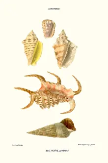 Mollusc Prints: claw shells