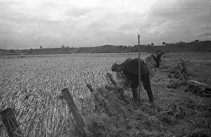 Cultivated Plants Prints: Clearing Fences
