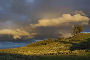Images Dated 12th June 2011: Clearing Thunderstorm over Yellowstone National Park, Pronghorn Antelope (Antilocapra Americana)