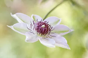 Images Dated 11th May 2018: Clematis