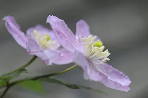 Clematis -Clematis montana Tetra Rose-