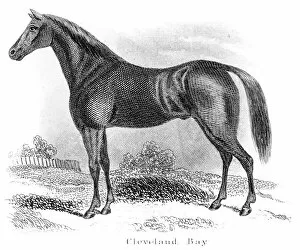 Images Dated 25th March 2017: Cleveland Bay horse engraving 1873