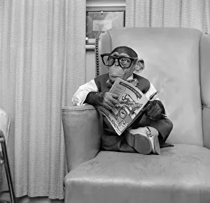 Clever Monkey