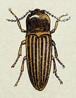 Insect Lithograph Prints: Click beetle, insect animals antique illustration