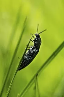 Images Dated 7th June 2014: Click Beetle species -Ctenicera sp.-