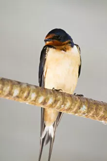 Images Dated 15th September 2018: Cliff Swallow Sitting On A Wire