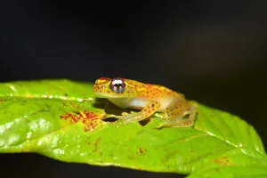 Dotted Prints: Climbing Frog -Boophis ssp. -, Analamazaotra National Park, Madagascar