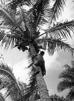 Polynesia Prints: Climbing Palm Tree