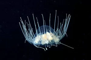 Images Dated 3rd August 2012: Clinging Jellyfish (Gonionemus vertens)
