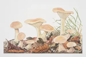 Mushrooms Prints: Clitocybe gibba, Common Funnel-cap mushrooms fruiting in woodland soil