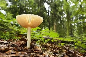 Images Dated 12th September 2014: Clitocybe gibba fungus, Switzerland