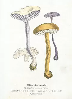 Images Dated 29th January 2018: Clitocybe lacquered mushroom engraving 1895
