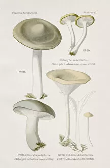 Images Dated 9th May 2017: Clitocybe mushroom 1891