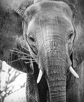 Close Up of African Elephant Face in Black and White at Mana Pools, Zimbabwe