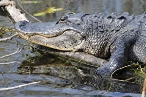 Images Dated 7th December 2007: Close up of American alligator, Alligator mississippiensis. Everglades National Park, Florida, USA