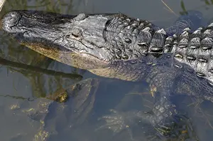 Shallow Prints: Close up of American alligator