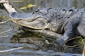 Close up of American alligator, Alligator mississippiensis. Everglades National Park, Florida, USA. UNESCO World Heritage Site (Biosphere Reserve)