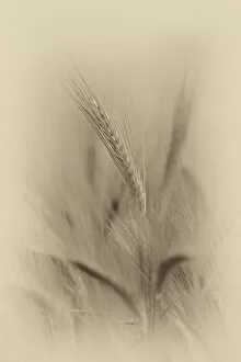 Images Dated 20th May 2017: Close up of Barley