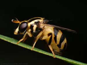 Close up of bee