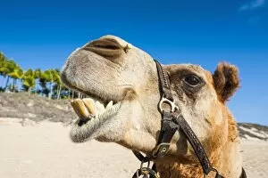 Camelid Gallery: Close up of a camel prepared for tourists on Cable Beach, Broome, Western Australia
