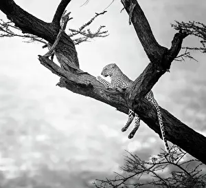 Vicki Jauron Wildlife Photography Prints: Close Up of Cute Leopard in Tree in Black and White at Samburu, Kenya