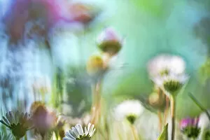 Wildflower Meadows Collection: Close up of defocused daisies