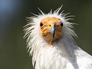 Images Dated 27th August 2016: Close up of Egyptian vultures face, (Neophron percnopterus), Pyrenees, France