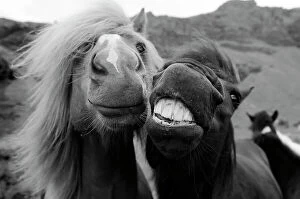 Funny Animals Gallery: Close up of faces of horses