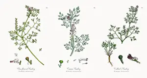 Fumitory Prints: Close-flowered Fumitory, Fumaria micrantha, Victorian Botanical Illustration, 1863