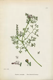 Images Dated 16th January 2017: Close-flowered Fumitory, Fumaria micrantha, Victorian Botanical Illustration, 1863