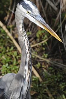 Images Dated 7th December 2007: Close up of great blue heron, Ardea herodias. Everglades National Park, Florida, USA