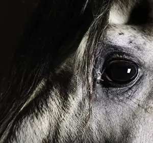 Hobbies Prints: Close up of grey horse eye