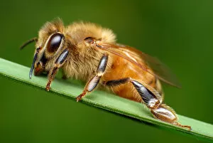 Insects On Earth Gallery: Close up of Honeybee