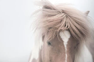 Images Dated 15th June 2014: close up icelandic horse face