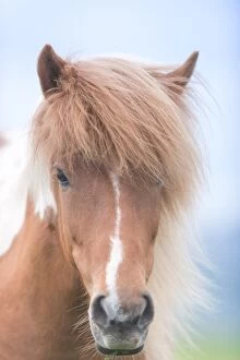 Images Dated 15th June 2014: close up icelandic horse face