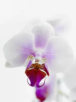 Corbis Gallery: close up of orchid
