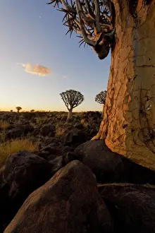 Close up photo of a Quiver Tree (Kokerboom) in the Quiver Tree Forest, Keetmanshoop, Namibia