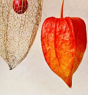 Muriel de Seze Fine Art Gallery: close up physalis / winter cherry