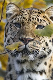 Images Dated 11th November 2018: Close portrait of a beautiful Amur leopard