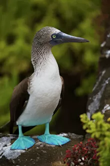 Trending: Close up portrait of Blue-footed booby in the Galapagos