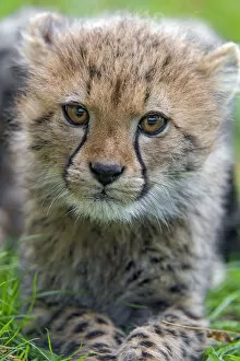Images Dated 30th October 2017: Very close portrait of a cheetah cub