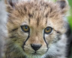 Images Dated 29th October 2017: Close portrait of a cheetah cub