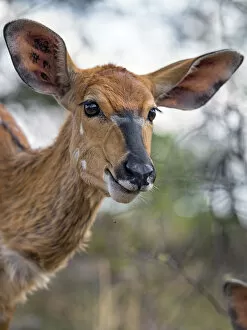 Images Dated 29th October 2018: Close portrait of a nyala