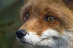 Images Dated 31st January 2017: Close portrait of a red fox