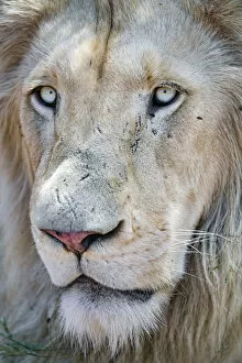 Images Dated 30th October 2018: Close portrait of a white lion