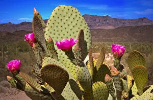 Images Dated 14th April 2016: Close up of Prickly Pear Cactus in Bloom