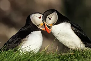 Images Dated 8th January 2015: Close up of puffins courting in grassy