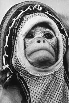Press Conf Prints: Close Up Of Rhesus Monkey In Space Suit